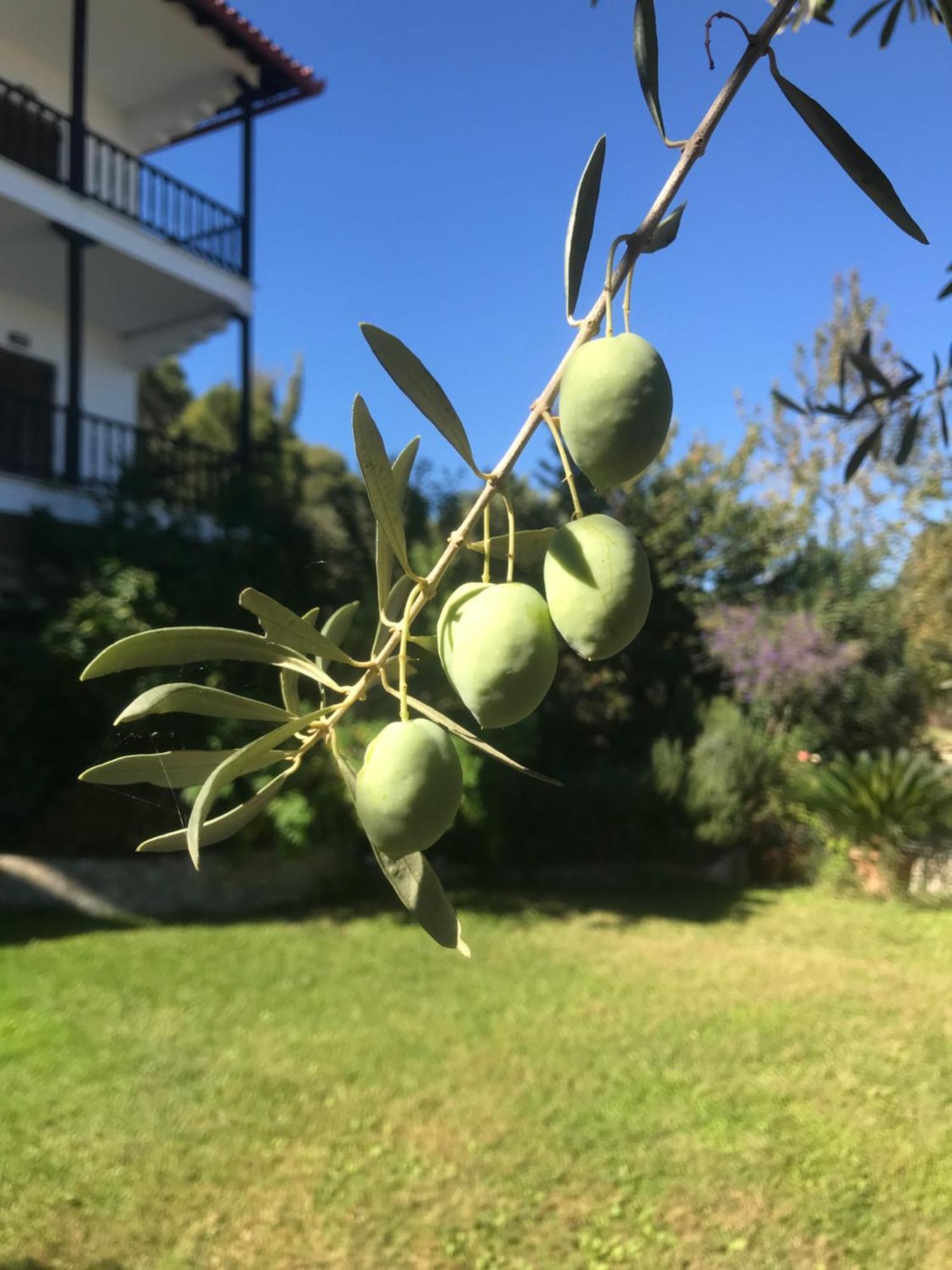 Appartamento Nikos & Panagiota Vourvourou Esterno foto